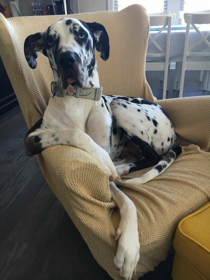 Great Danes Being Delightfully Oblivious To Their Huge Size