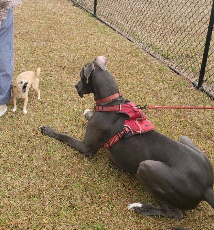 Great Danes Being Delightfully Oblivious To Their Huge Size