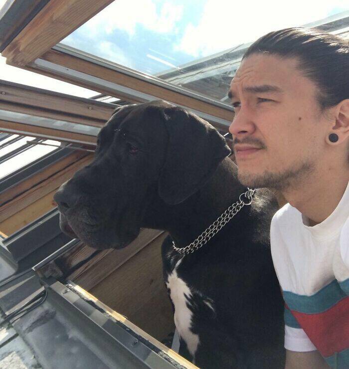 Great Danes Being Delightfully Oblivious To Their Huge Size