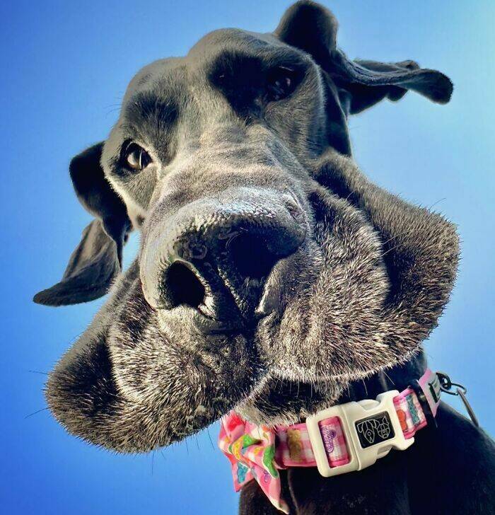 Great Danes Being Delightfully Oblivious To Their Huge Size