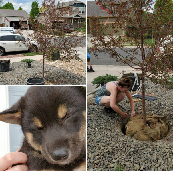 Wholesome Neighbors That Melt Our Hearts