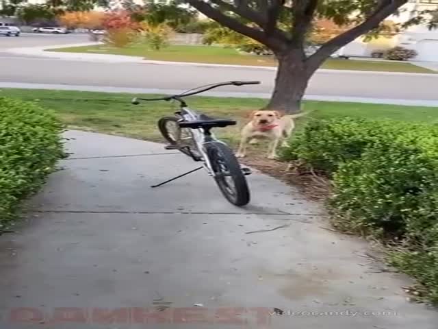 This Dog Loves To Give His Owner Bike Rides