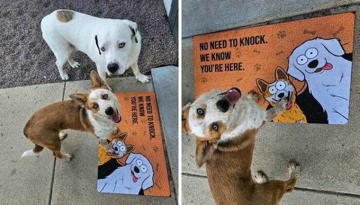 Hilarious Doormats That Make The Best First Impression
