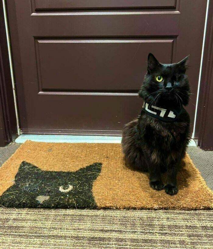 Hilarious Doormats That Make The Best First Impression