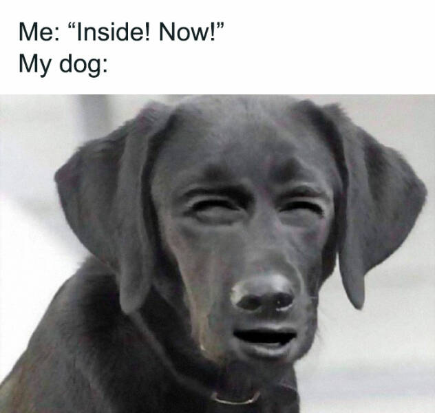 Paws-itively Hilarious And Adorable Dog Memes