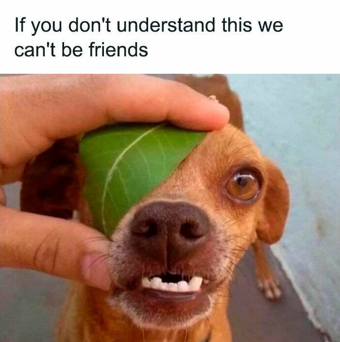 Paws-itively Hilarious And Adorable Dog Memes