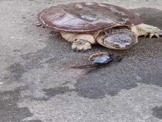 Who Said Turtles Are Slow?