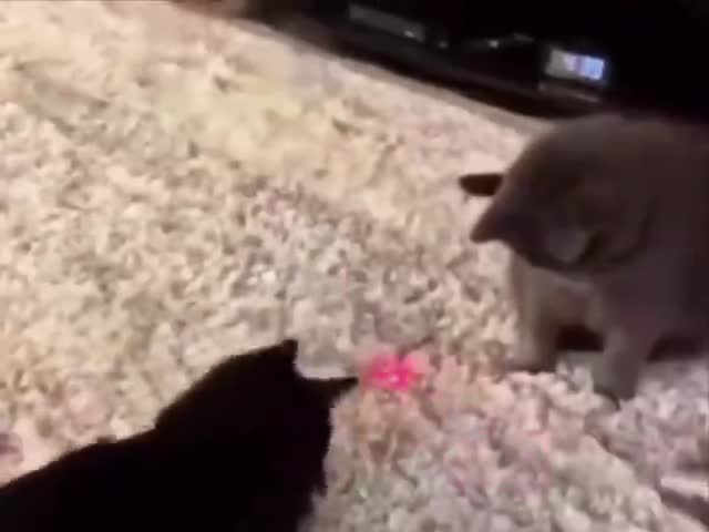 The Cat That Managed To Get Out Of The Matrix