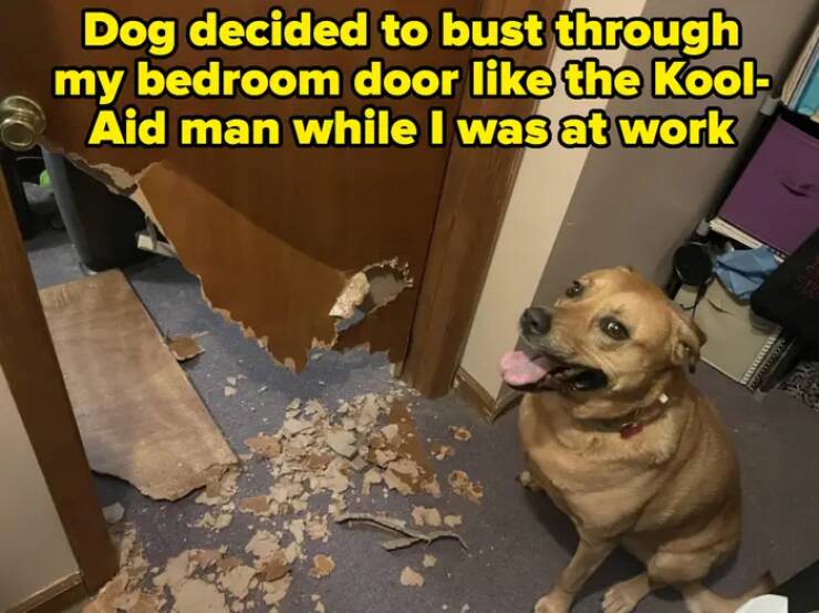 You’ll Feel Bad For Laughing, But These Moments Are Too Funny