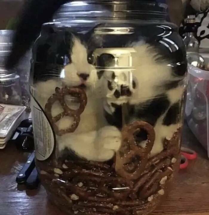 You’ll Feel Bad For Laughing, But These Moments Are Too Funny