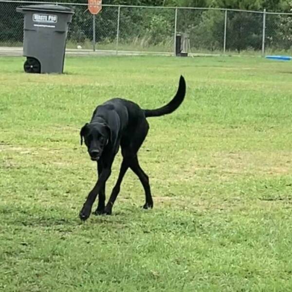 Dogs Giving Off Mysterious Cryptid Vibes