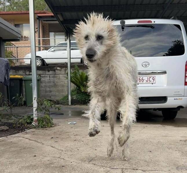 Dogs Giving Off Mysterious Cryptid Vibes