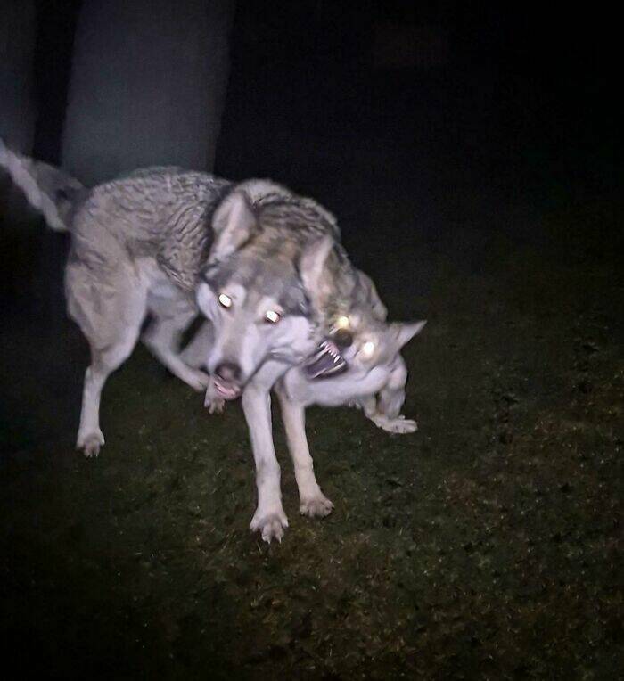 Dogs Giving Off Mysterious Cryptid Vibes