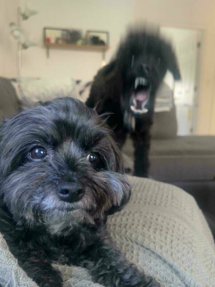 Dogs Giving Off Mysterious Cryptid Vibes