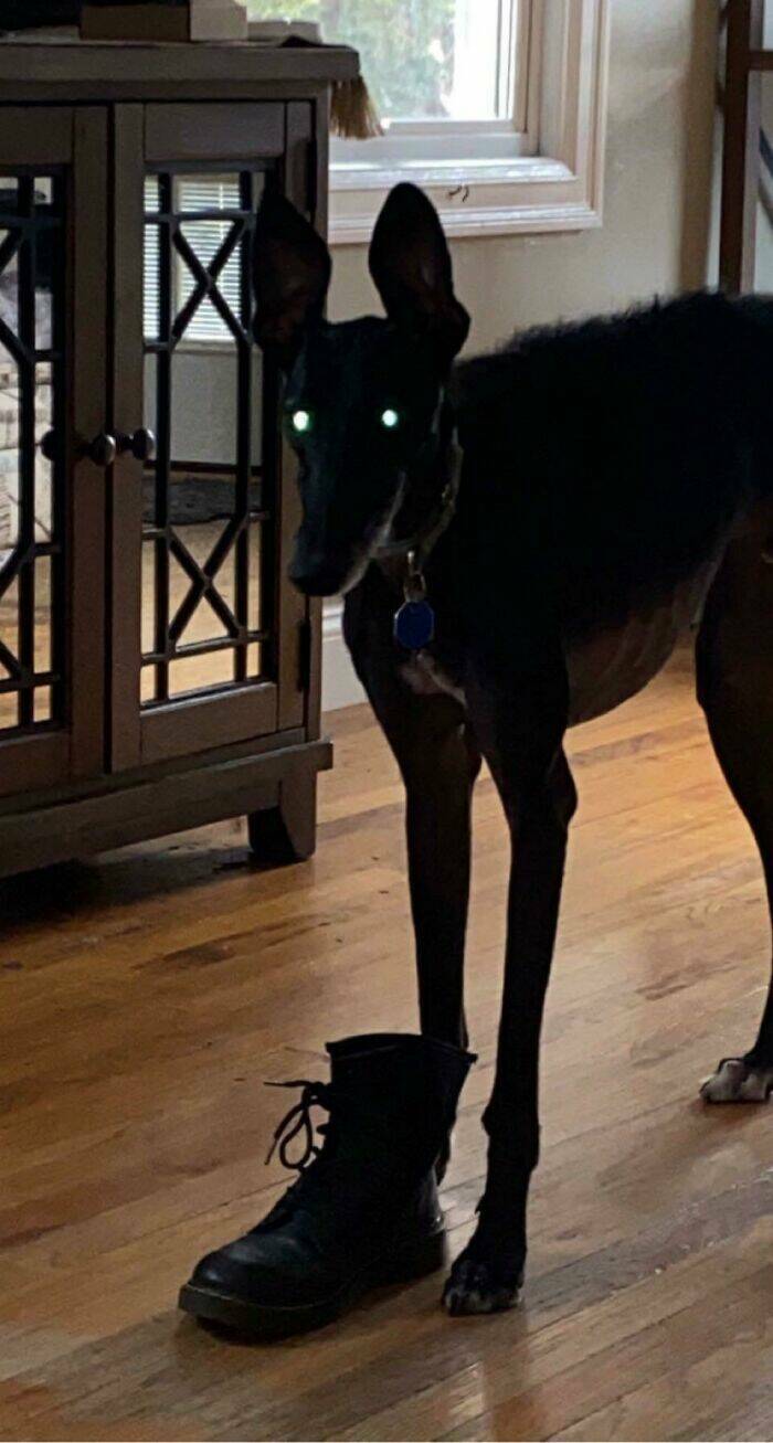 Dogs Giving Off Mysterious Cryptid Vibes