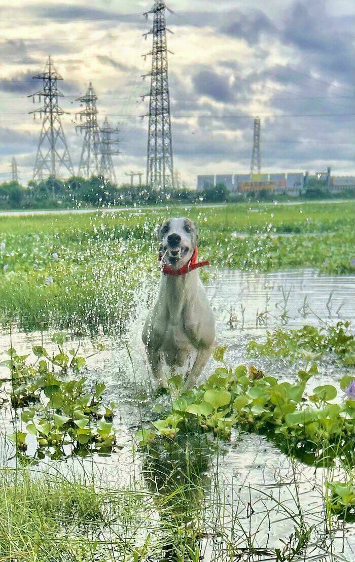 Dogs Giving Off Mysterious Cryptid Vibes