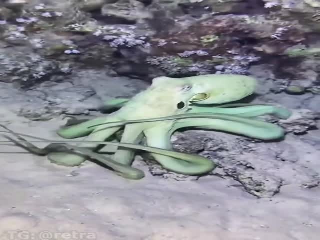 Octopus Camouflage