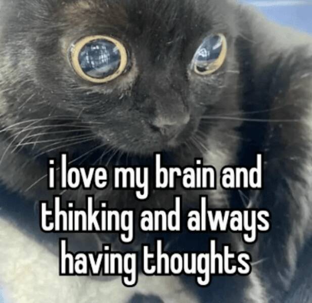 Scroll, Laugh, Repeat: Memes For The Always Connected