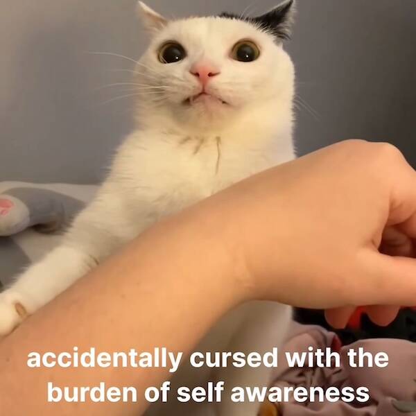 Scroll, Laugh, Repeat: Memes For The Always Connected