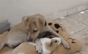 Daily Gifdump