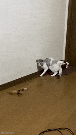 Daily Gifdump