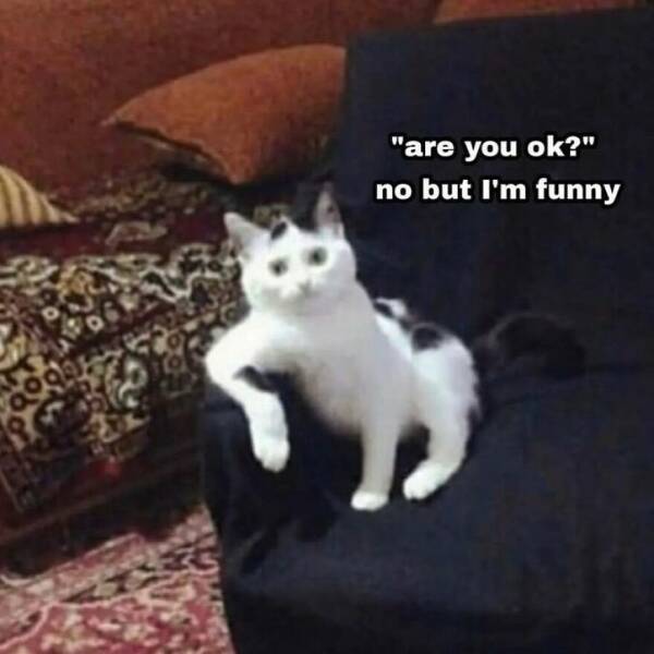 Purr-fectly Hilarious Cat Memes To Make Your Day