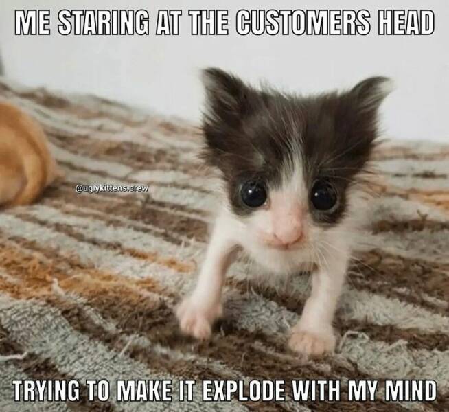 Purr-fectly Hilarious Cat Memes To Make Your Day