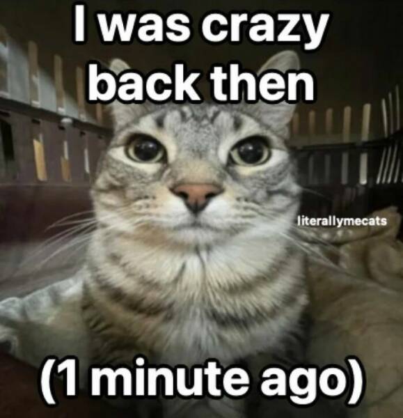 Cat Memes That Are Too Relatable Not To Laugh At