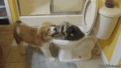 Daily Gifdump Daily Gifdump