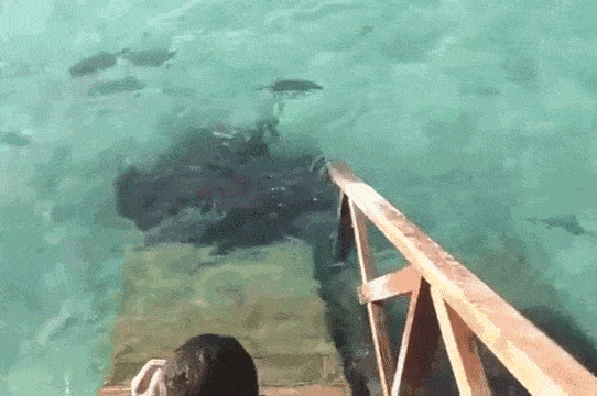 Daily Gifdump Daily Gifdump