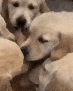 Daily Gifdump Daily Gifdump