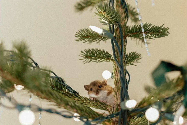 Paws-itively Adorable Animals For Christmas Cheer