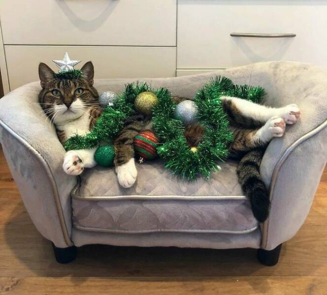 Paws-itively Adorable Animals For Christmas Cheer