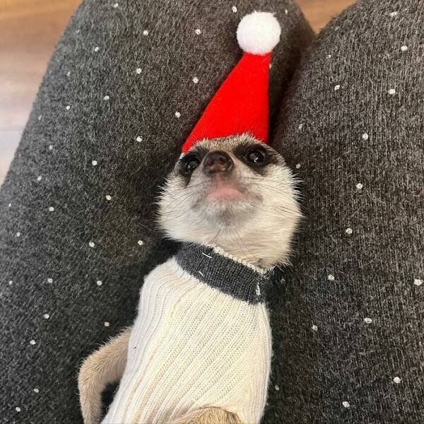 Paws-itively Adorable Animals For Christmas Cheer