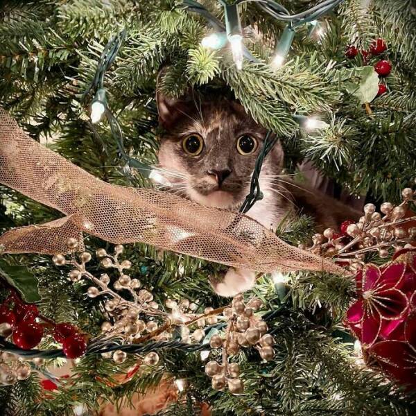 Paws-itively Adorable Animals For Christmas Cheer