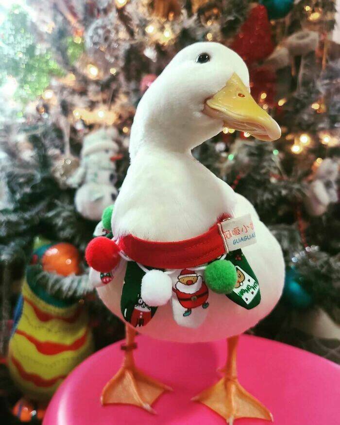 Paws-itively Adorable Animals For Christmas Cheer