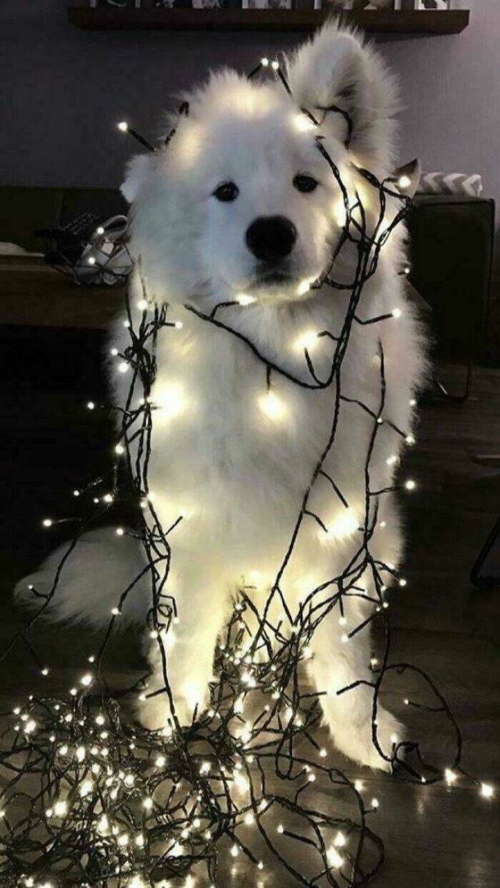 Paws-itively Adorable Animals For Christmas Cheer