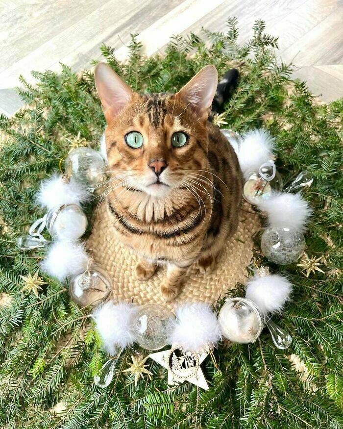 Paws-itively Adorable Animals For Christmas Cheer