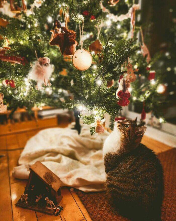 Paws-itively Adorable Animals For Christmas Cheer