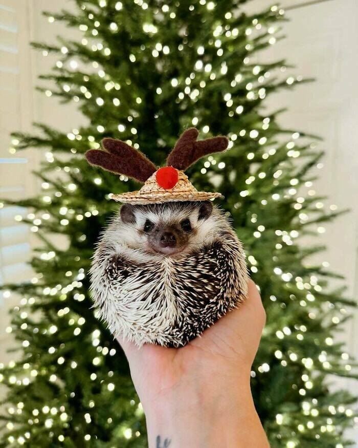 Paws-itively Adorable Animals For Christmas Cheer