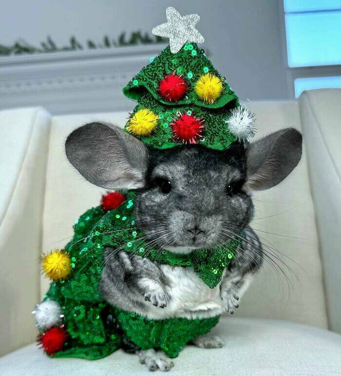 Paws-itively Adorable Animals For Christmas Cheer
