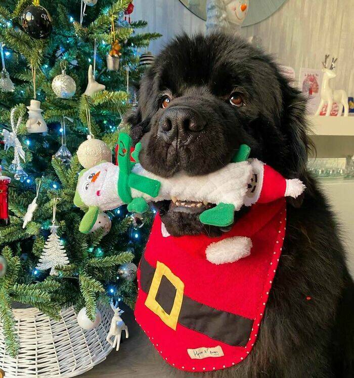 Paws-itively Adorable Animals For Christmas Cheer