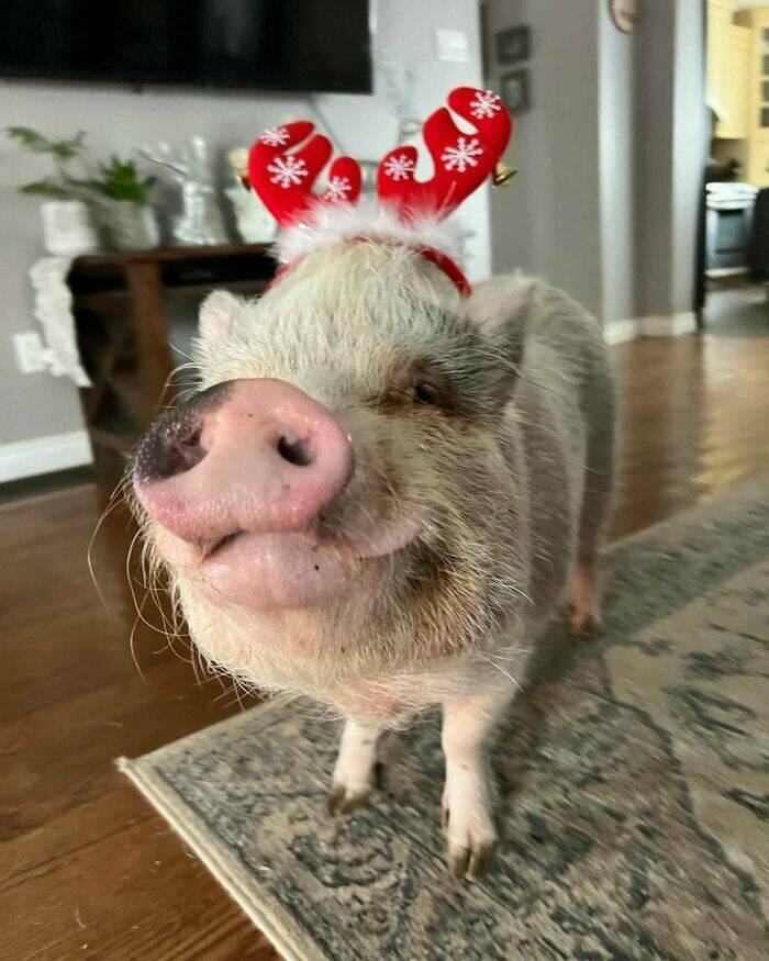 Paws-itively Adorable Animals For Christmas Cheer