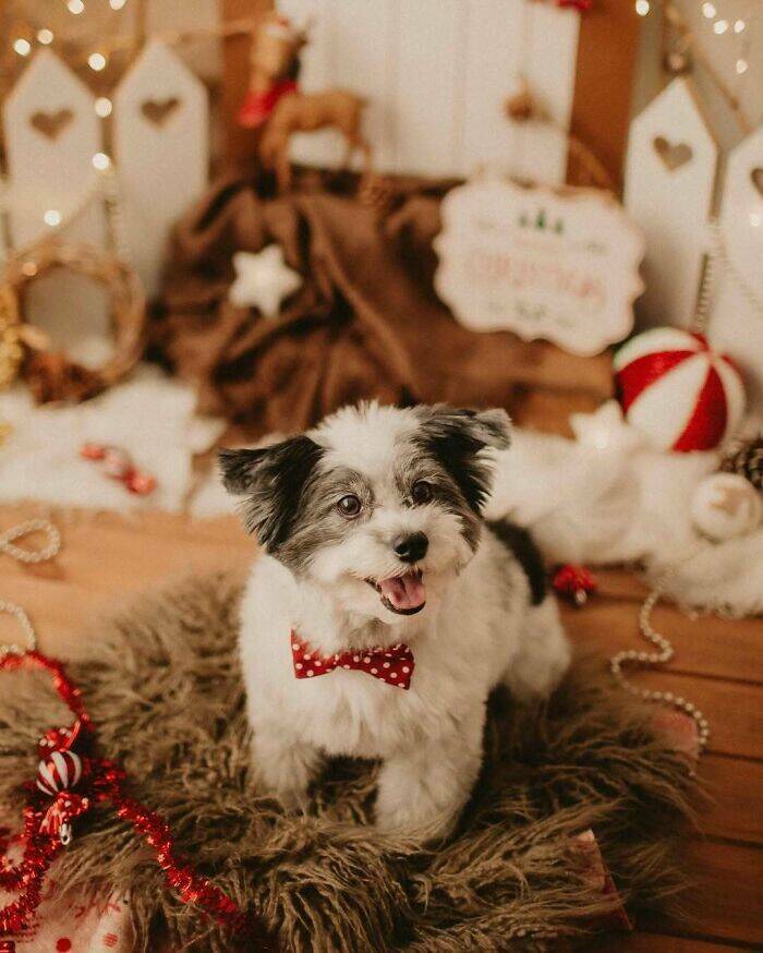 Paws-itively Adorable Animals For Christmas Cheer