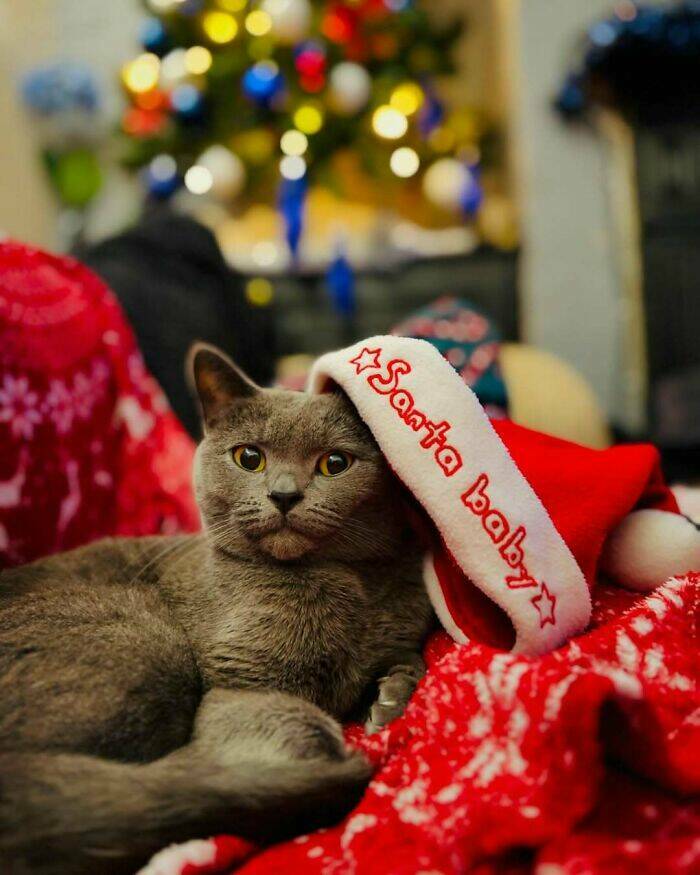 Paws-itively Adorable Animals For Christmas Cheer
