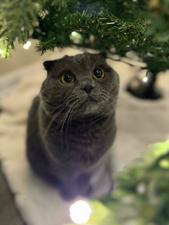 Paws-itively Adorable Animals For Christmas Cheer