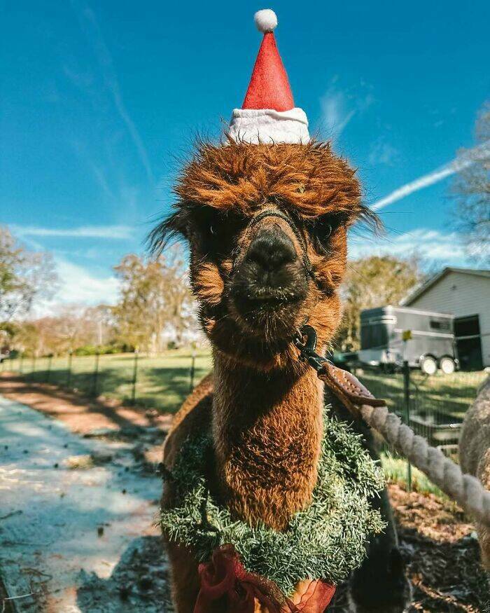 Paws-itively Adorable Animals For Christmas Cheer