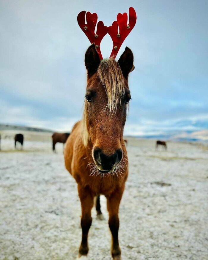 Paws-itively Adorable Animals For Christmas Cheer