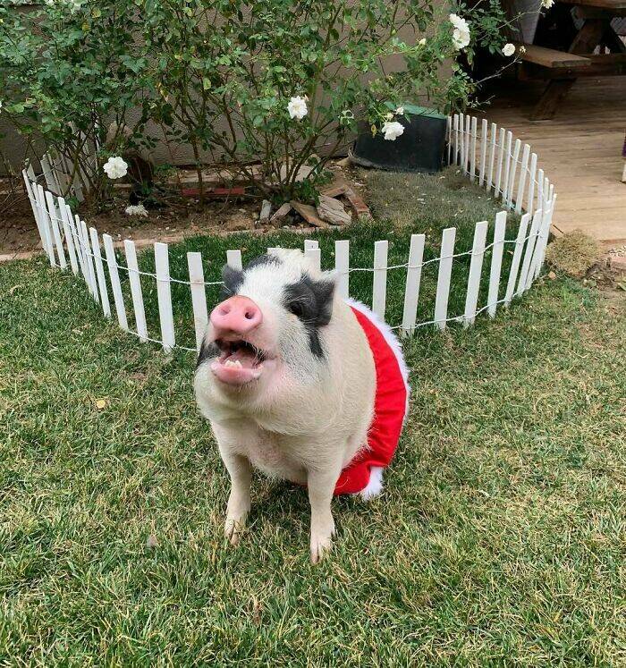 Paws-itively Adorable Animals For Christmas Cheer