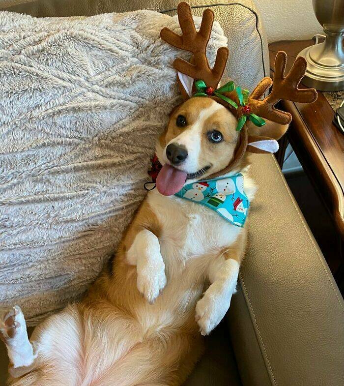 Paws-itively Adorable Animals For Christmas Cheer